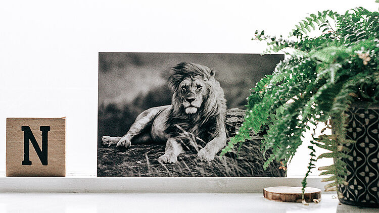 csm_foto_op_displaykorton_-_leeuw_819688eca3